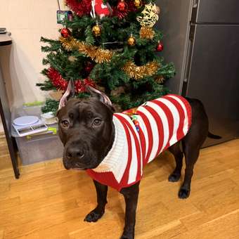 Джемпер для собак и кошек Зоозавр: отзыв пользователя. Зоомагазин Зоозавр