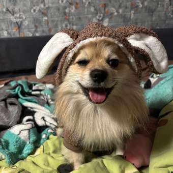 Комбинезон для собак и кошек Зоозавр: отзыв пользователя. Зоомагазин Зоозавр