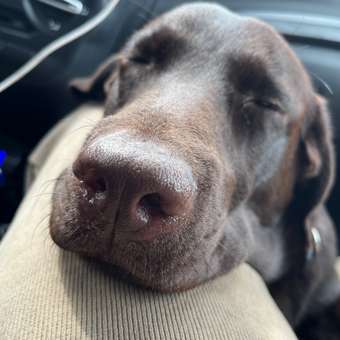 Корм для собак Pet-a-Pet 10кг средних и крупных пород с чувствительным пищеварением с белой рыбой: отзыв пользователя. Зоомагазин Зоозавр