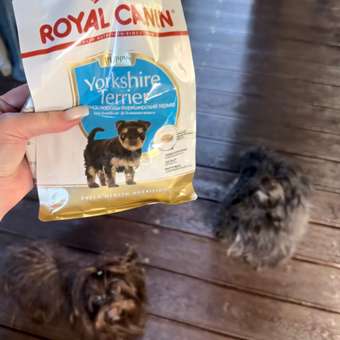 Корм для щенков ROYAL CANIN Yorkshire Terrier Puppy 500г: отзыв пользователя. Зоомагазин Зоозавр