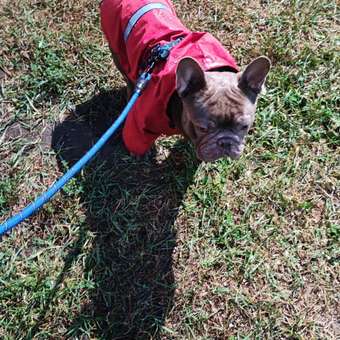 Куртка-дождевик для собак Зоозавр красная 50: отзыв пользователя. Зоомагазин Зоозавр