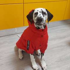 Фото отзыва 10531196