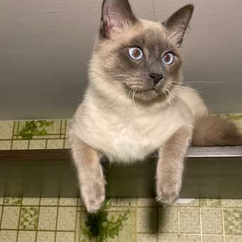 Корм сухой для котят ROYAL CANIN Kitten 300г: отзыв пользователя. Зоомагазин Зоозавр