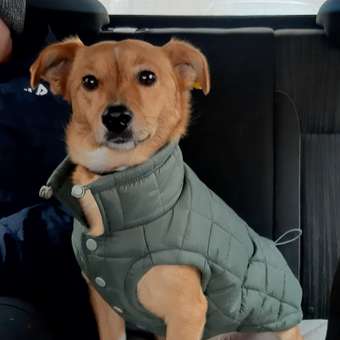 Жилет для собак и кошек Зоозавр: отзыв пользователя. Зоомагазин Зоозавр