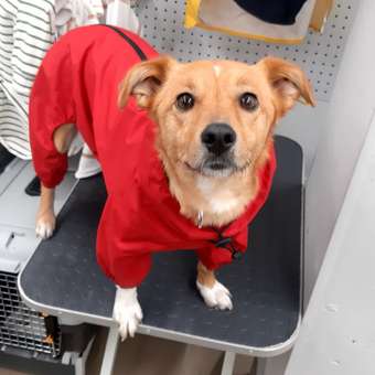 Комбинезон для собак и кошек Зоозавр: отзыв пользователя. Зоомагазин Зоозавр