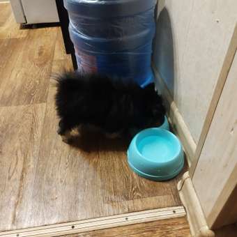 Корм для щенков ROYAL CANIN Junior миниатюрных пород 1.5кг: отзыв пользователя. Зоомагазин Зоозавр