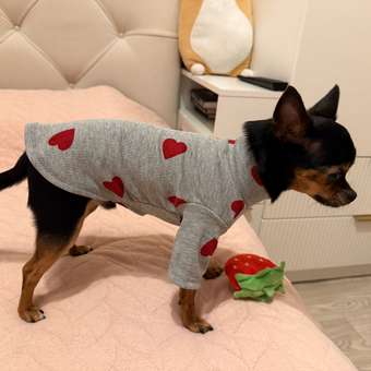 Водолазка для собак Зоозавр: отзыв пользователя. Зоомагазин Зоозавр