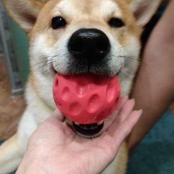 Игрушка для собак Barbaks Мяч-ветерок с интересным звуком из термопластичной резины 7см: отзыв пользователя. Зоомагазин Зоозавр