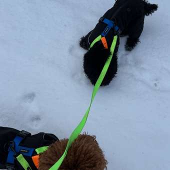 Комбинезон для собак и кошек Зоозавр: отзыв пользователя. Зоомагазин Зоозавр