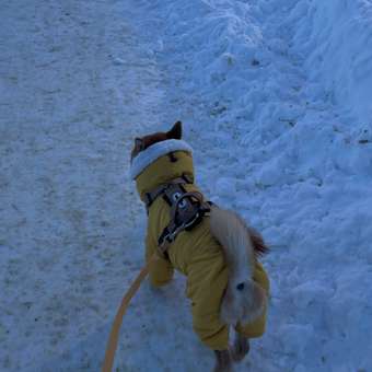 Поводок для собак Barbaks бежевый водостойкий ПВХ 1.5*200см: отзыв пользователя. Зоомагазин Зоозавр