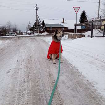Дождевик-комбинезон для собак Zoozavr красный 60: отзыв пользователя. Зоомагазин Зоозавр