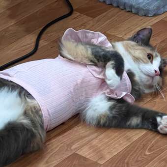 Футболка для собак Зоозавр: отзыв пользователя. Зоомагазин Зоозавр