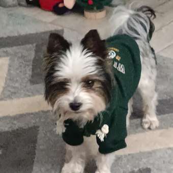 Толстовка для собак и кошек Зоозавр: отзыв пользователя. Зоомагазин Зоозавр