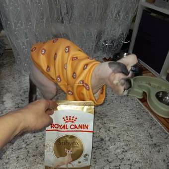 Корм сухой для кошек ROYAL CANIN Sphynx 400г породы сфинк: отзыв пользователя. Зоомагазин Зоозавр