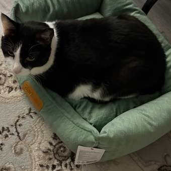 Лежанка Barbaks М 50*40*15см прямоугольная однотонная с бортиком и съемной подушкой Зелёная: отзыв пользователя. Зоомагазин Зоозавр