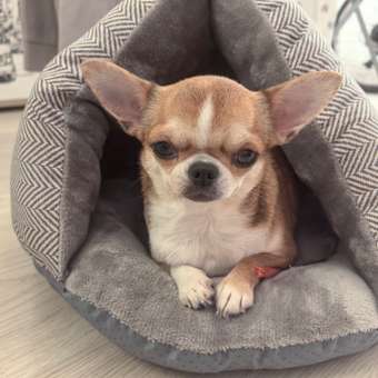 Тоннель-лежанка для животных Не один дома Оксфорд S 860119-02GR1de: отзыв пользователя. Зоомагазин Зоозавр