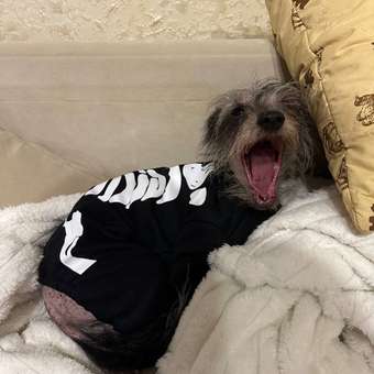 Комбинезон для собак и кошек Зоозавр: отзыв пользователя. Зоомагазин Зоозавр