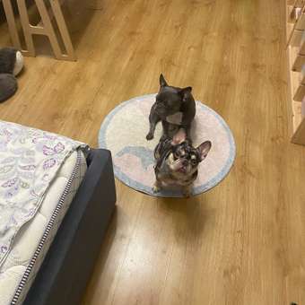 Корм сухой для собак PRO PLAN SENSITIVE SKIN 3 кг с лососем для средних пород: отзыв пользователя. Зоомагазин Зоозавр