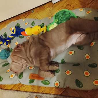 Лежак-матрас Barbaks L 80*50*5см рисунок с авокадо: отзыв пользователя. Зоомагазин Зоозавр