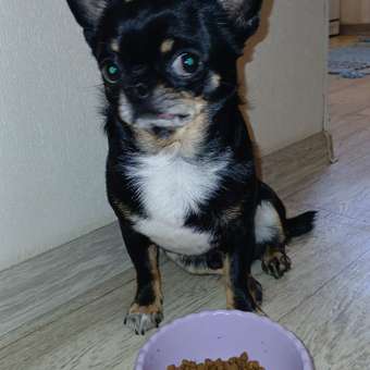 Корм для щенков ROYAL CANIN Junior миниатюрных пород 1.5кг: отзыв пользователя. Зоомагазин Зоозавр