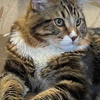 Корм сухой для кошек ROYAL CANIN Maine Coon 4кг породы мейн-кун: отзыв пользователя. Зоомагазин Зоозавр