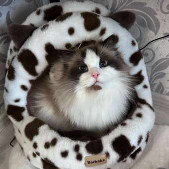 Домик Barbaks Му-му-му 43*39*42см: отзыв пользователя. Зоомагазин Зоозавр