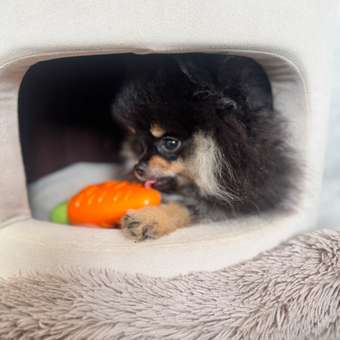 Игрушка для собак Barbaks Морковка пищит TPR 14см: отзыв пользователя. Зоомагазин Зоозавр