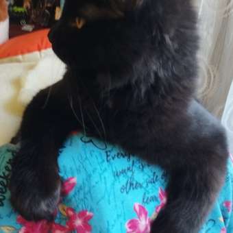 Корм для котят Royal Canin 2кг Maine Coon породы мейн-кун: отзыв пользователя. Зоомагазин Зоозавр