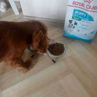 Корм для щенков ROYAL CANIN Puppy мелких пород 800г: отзыв пользователя. Зоомагазин Зоозавр