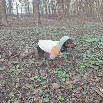 Толстовка для собак и кошек Зоозавр: отзыв пользователя. Зоомагазин Зоозавр