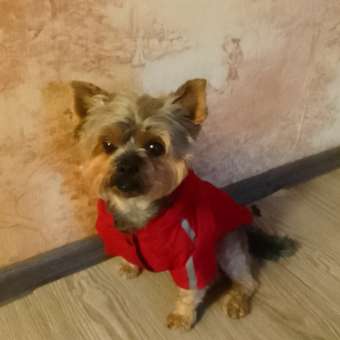 Куртка для собак Зоозавр красная 30: отзыв пользователя. Зоомагазин Зоозавр