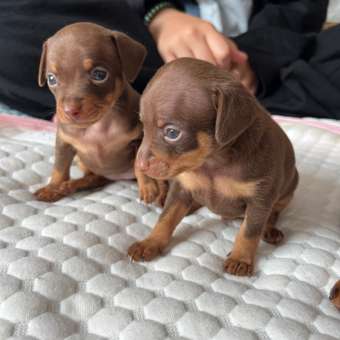 Корм для щенков ROYAL CANIN Starter мелких пород 1кг: отзыв пользователя. Зоомагазин Зоозавр