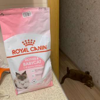 Корм сухой для котят ROYAL CANIN Mother and Babycat 2кг: отзыв пользователя. Зоомагазин Зоозавр