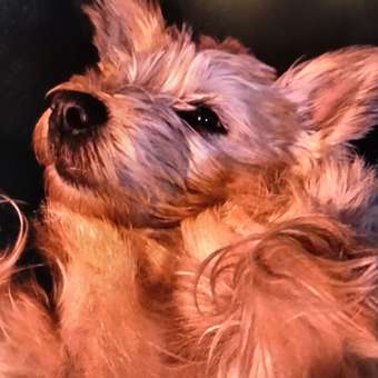 Корм для собак Purina Pro Plan Veterinary diets OM при ожирении 3кг: отзыв пользователя. Зоомагазин Зоозавр
