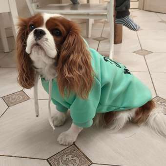 Толстовка для собак и кошек Зоозавр: отзыв пользователя. Зоомагазин Зоозавр