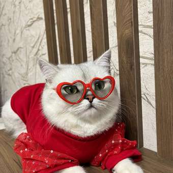 Очки для собак Зоозавр: отзыв пользователя. Зоомагазин Зоозавр