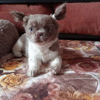 Вакцина для собак Ветбиохим Астерион DHPPILR 1доза: отзыв пользователя. Зоомагазин Зоозавр