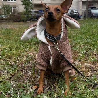 Комбинезон для собак и кошек Зоозавр: отзыв пользователя. Зоомагазин Зоозавр