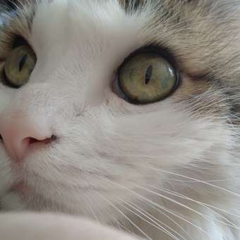 Корм для кошек Royal Canin 85г Digestive Care соус: отзыв пользователя. Зоомагазин Зоозавр