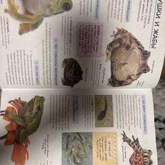 Фото отзыва 10968010