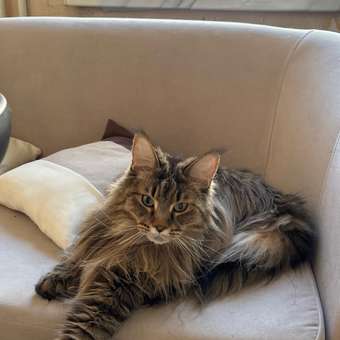 Корм для кошек ROYAL CANIN Мейн кун соус 85г: отзыв пользователя. Зоомагазин Зоозавр