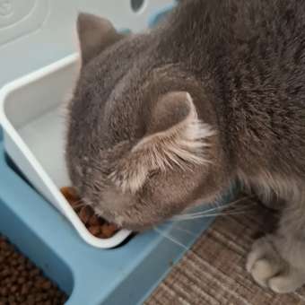 Корм для кошек Pet-a-Pet 85г стерилизованных Кусочки с цыпленком в желе пауч: отзыв пользователя. Зоомагазин Зоозавр