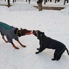 Видео отзыва 11031851