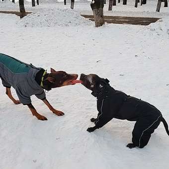 Игрушка для собак Barbaks Палка-жевалка пищит 26.8*4.5см ТПР в ассортименте: отзыв пользователя. Зоомагазин Зоозавр