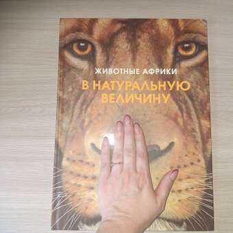 Книга Махаон Животные Африки в натуральную величину Хааг Х. Серия: Иллюстрированная энциклопедия: отзыв пользователя Детский Мир