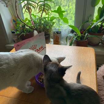 Корм сухой для котят ROYAL CANIN Kitten 300г: отзыв пользователя. Зоомагазин Зоозавр