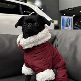 Комбинезон для собак и кошек Зоозавр: отзыв пользователя. Зоомагазин Зоозавр