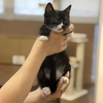 Корм сухой для котят ROYAL CANIN Mother and Babycat 2кг: отзыв пользователя. Зоомагазин Зоозавр