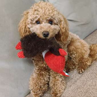 Игрушка для собак Barbaks Бык Данила мягкая пищит шуршит 31см: отзыв пользователя. Зоомагазин Зоозавр