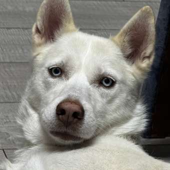 Шампунь для собак и кошек Doctor VIC Professional для белой шерсти 250мл: отзыв пользователя. Зоомагазин Зоозавр